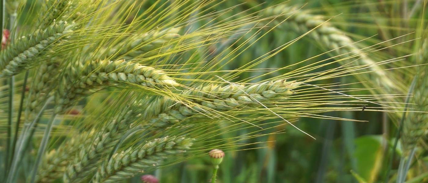 agricultural-foods