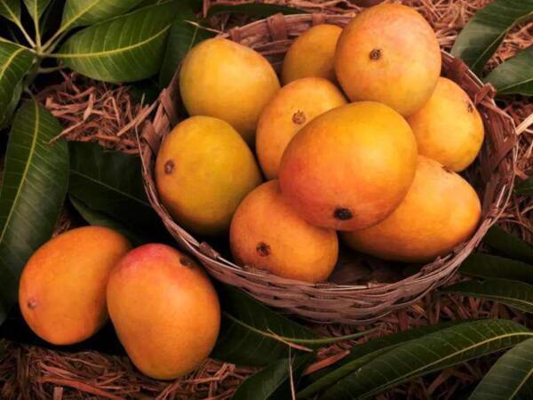 alphonso-mangoes