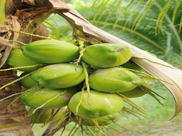 green-coconut