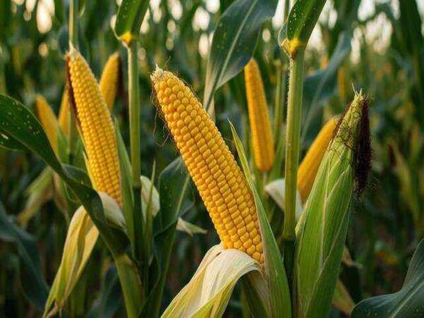 Maize