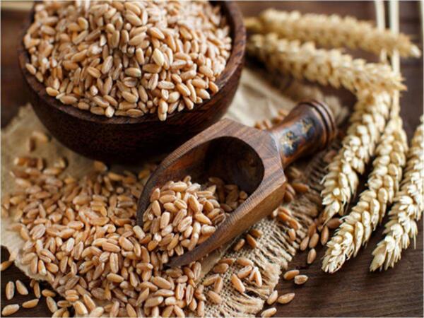 Wheat